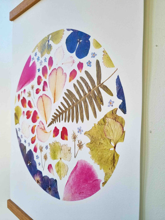 Le rose de la pivoine