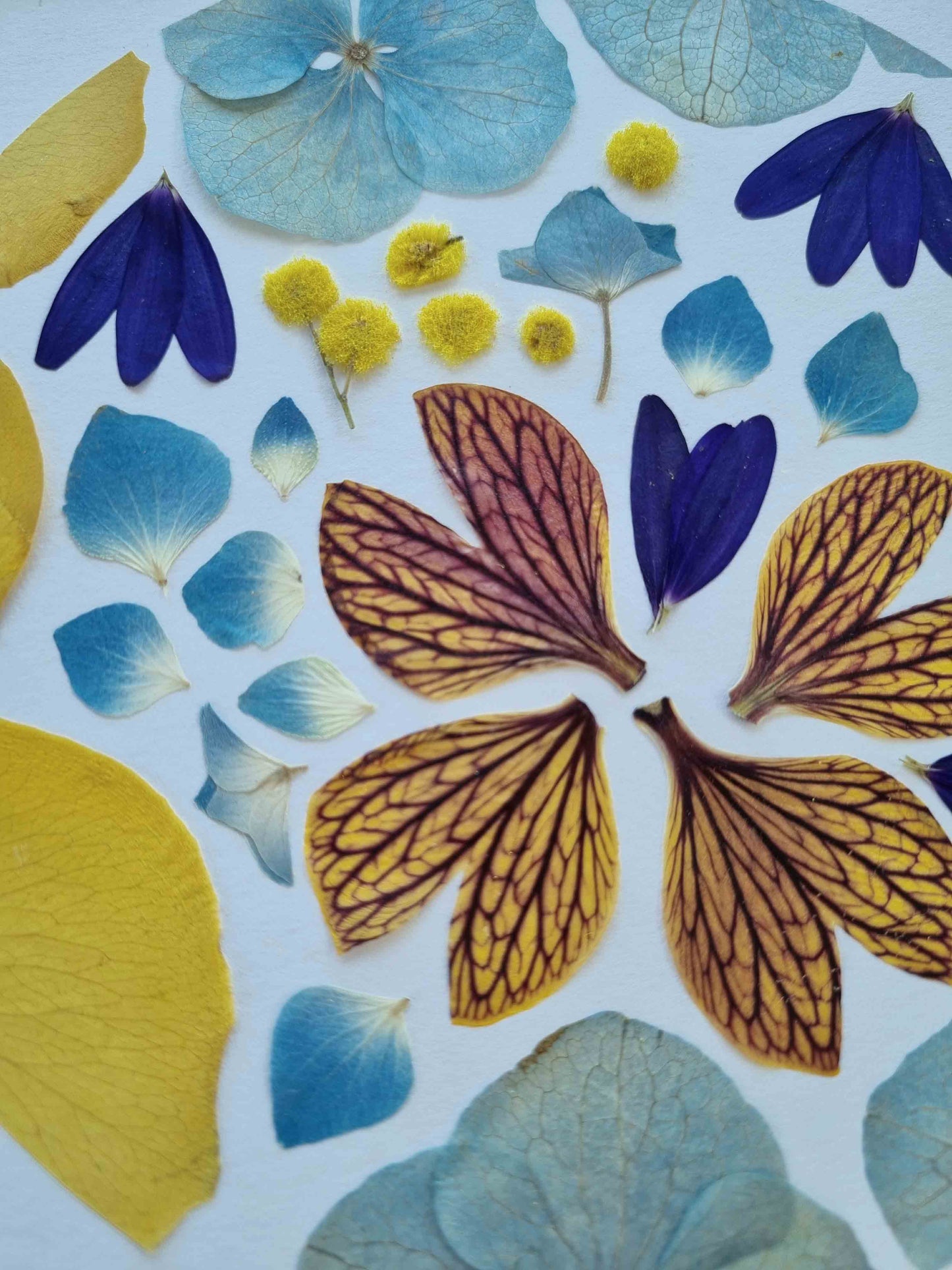 une pointe de mimosa