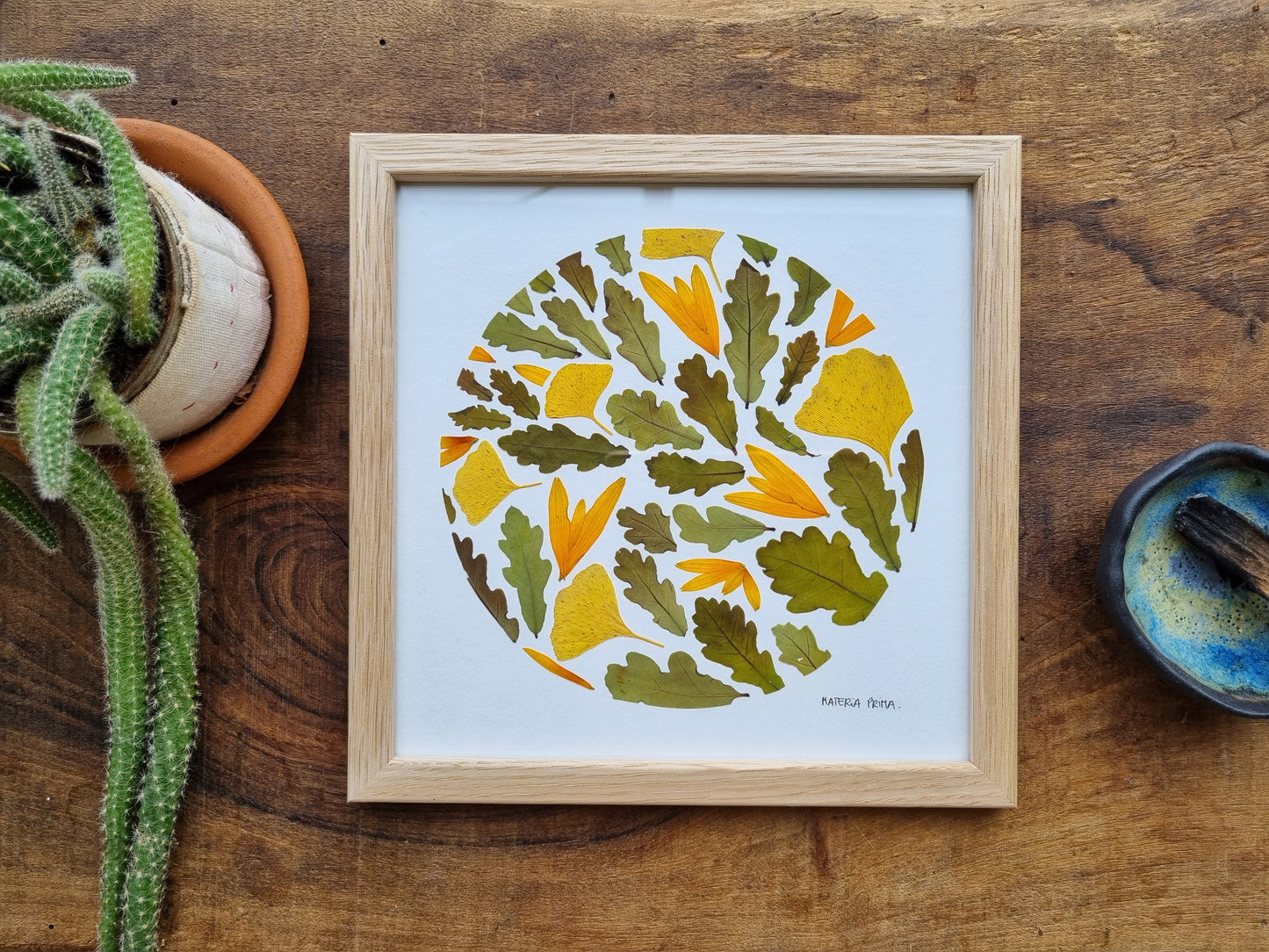 les feuilles du Chêne et la lumière