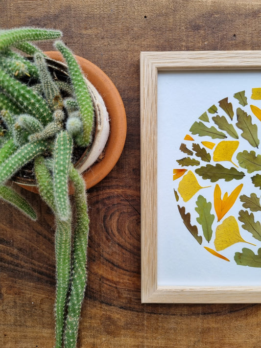 les feuilles du Chêne et la lumière