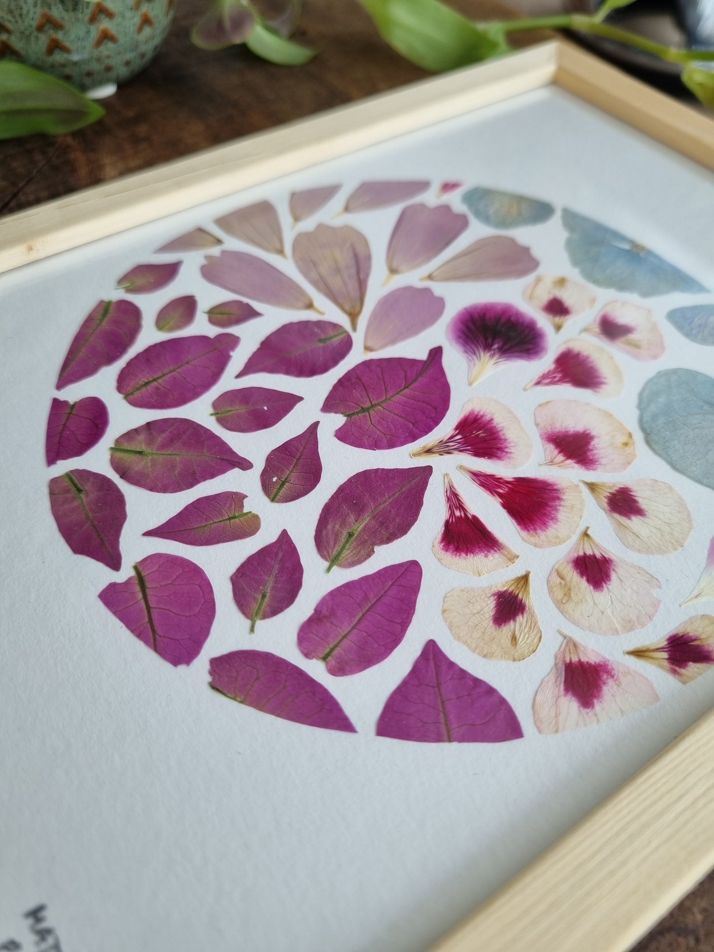 les Bougainvilliers italiens
