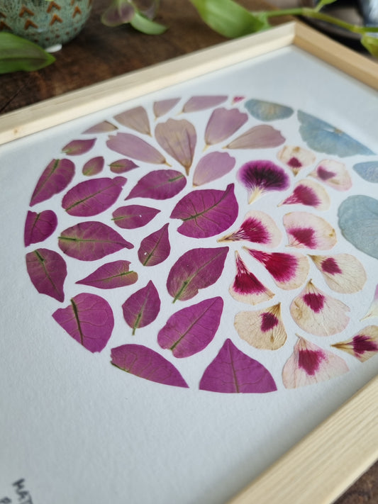 les Bougainvilliers italiens