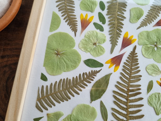 l'hortensia vert et la fougère