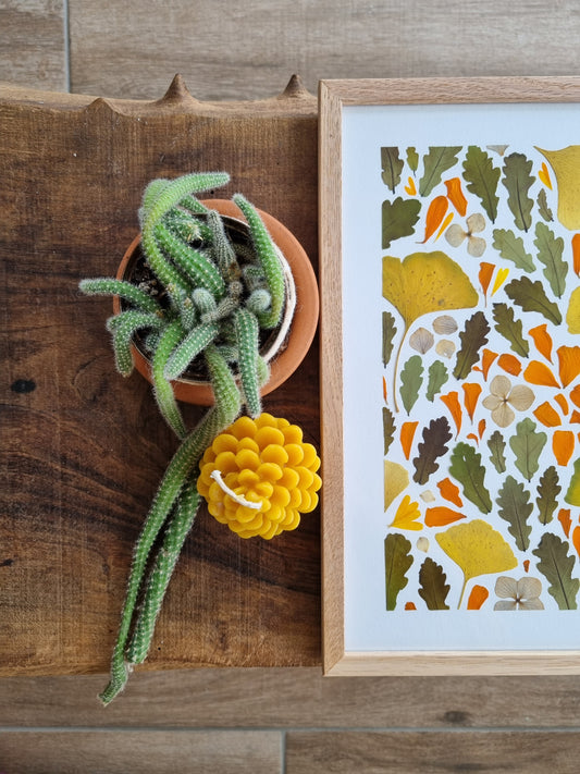 Messieurs les Chêne et Ginkgo