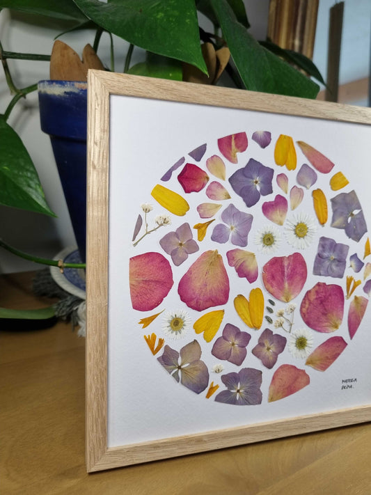 hortensias violets et roses-roses