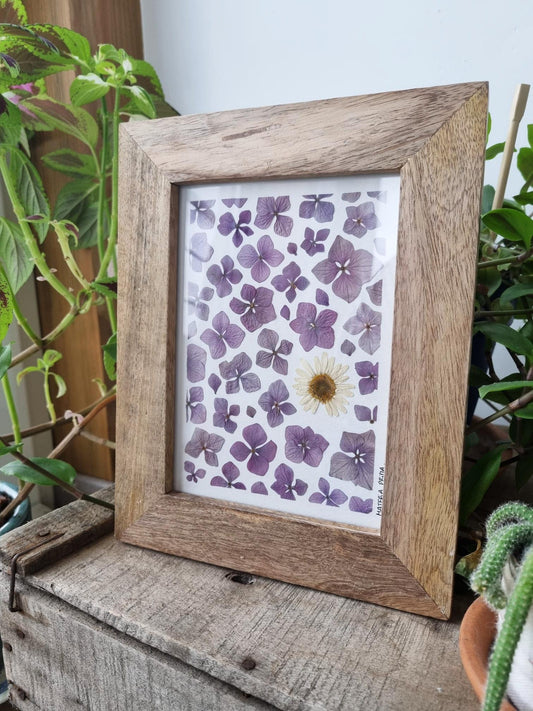 la Marguerite solitaire