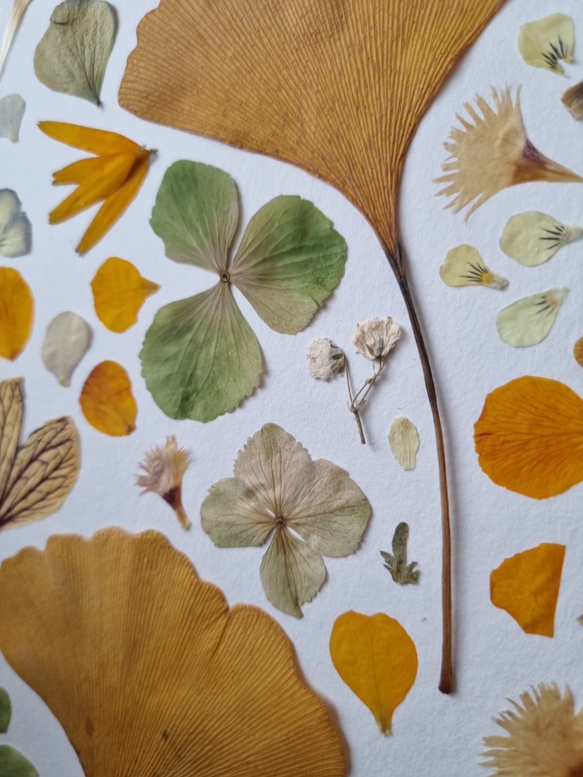 Ginkgo et compagnie