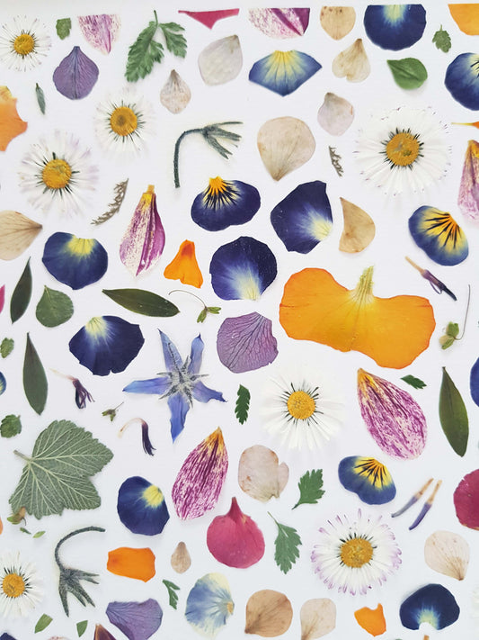 Cadre fleuri - Les pensées sauvages