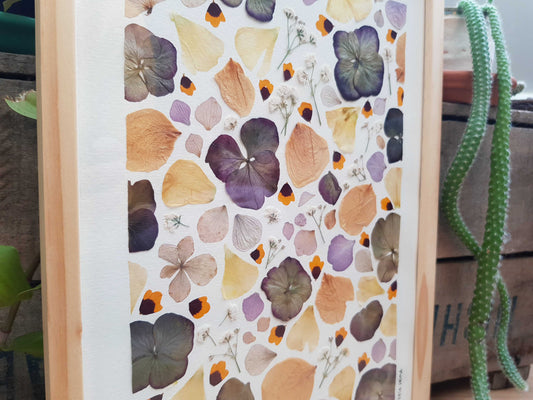 Cadre fleuri - les coréopsis dansent