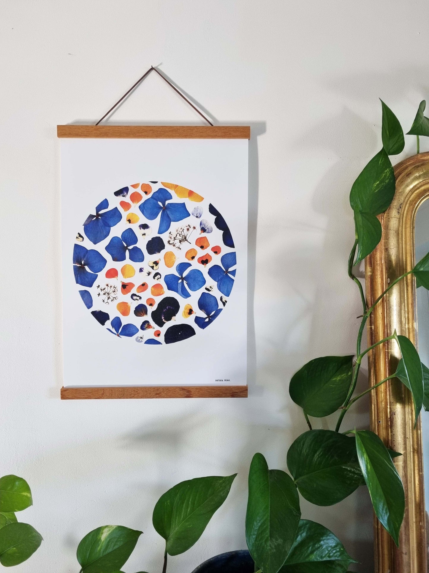 Le bleu profond des hortensias