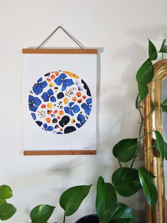 Le bleu profond des hortensias