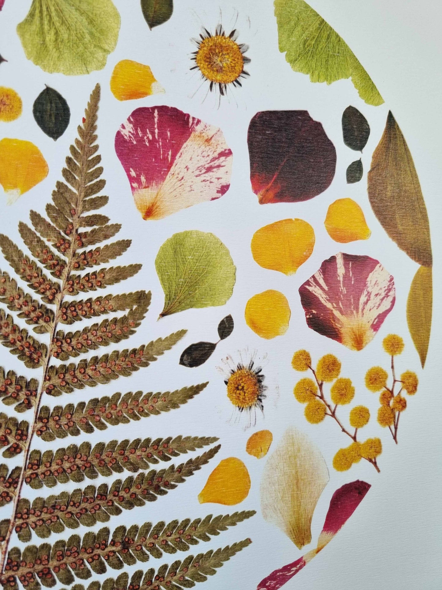 Des spores par dizaines