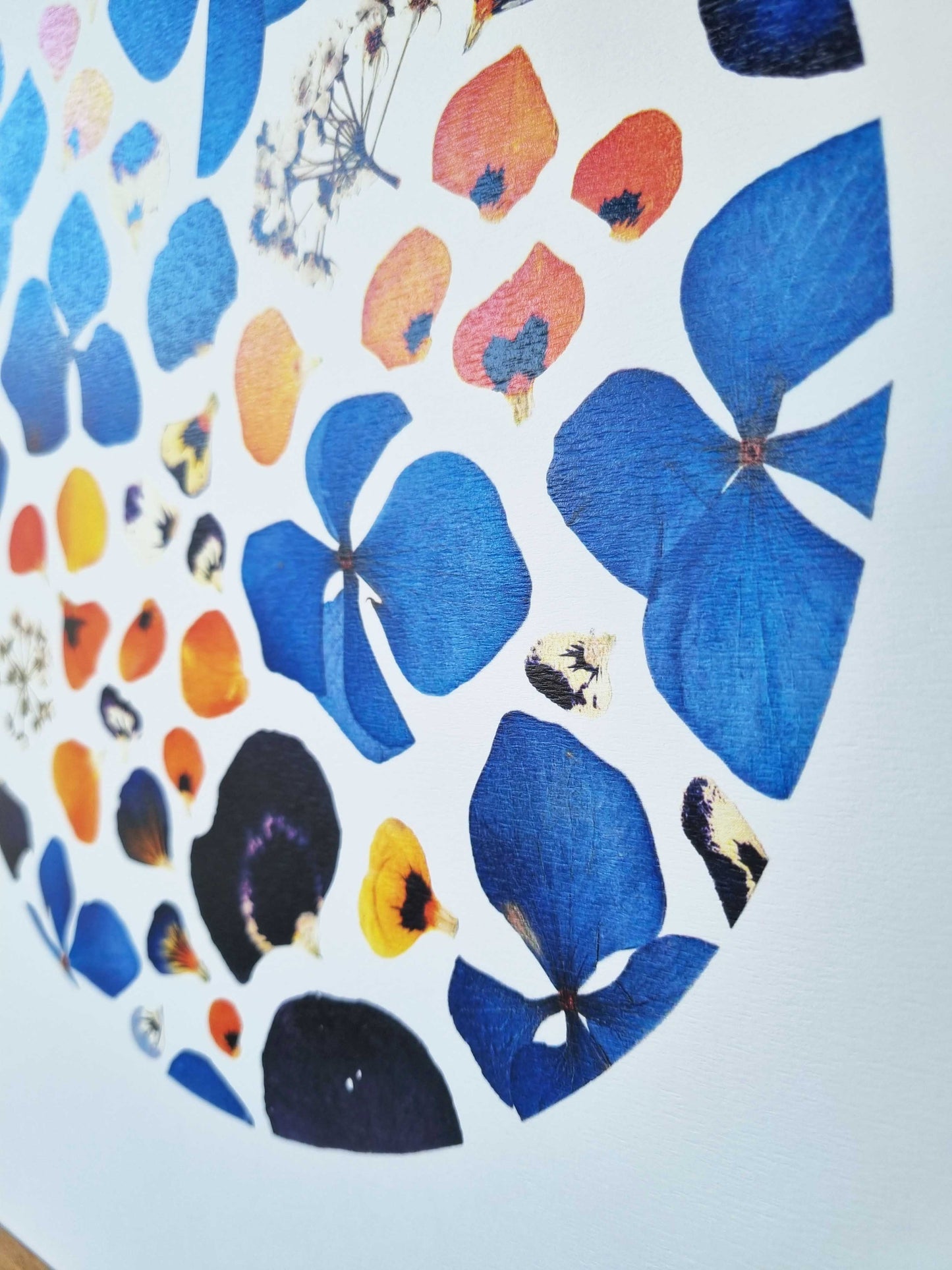 Le bleu profond des hortensias